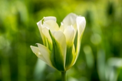 Tulip