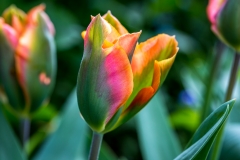 Tulip