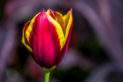 Tulip