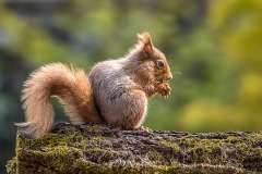 Red squirrel