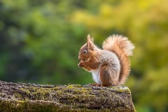 Red squirrel