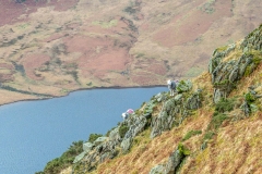 Herdwick sheep, Rannerdale Knotts