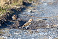 Snow bunting Harris