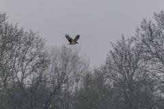 Lyndon Visitor Centre osprey