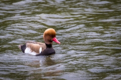 Red crested pochard