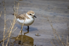 Female Kentish Plover