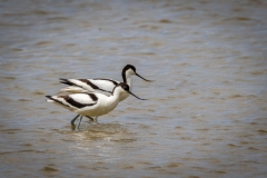 Avocet, S'Albufera