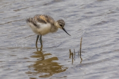 Avocet chick