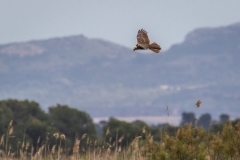 Marsh harrier S'Albufera