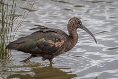 Glossy ibis