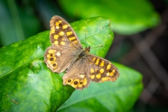 Speckled wood butterfly