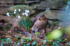 Sparrowhawk