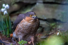 Sparrowhawk