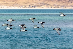 oystercatchers