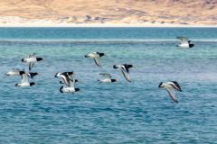 Oystercatcher