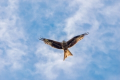 Red kite 