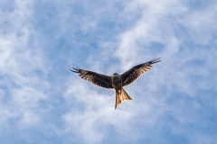 Red kite