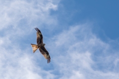 Red kite