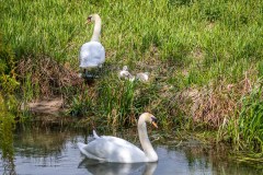 swan, cygnet