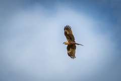 Marsh harrier