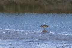 Curlew