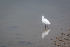 Little egret