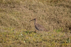 Thornham walk, curlew