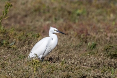 Thornham walk, little egret