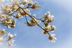 Threave Gardens magnolia