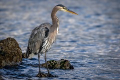 Heron, Vancouver Seawall