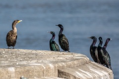 Cormorants, Vancouver