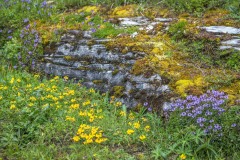 Wengernalp, alpine flowers