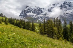 Wengernalp meadows