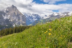 Wengernalp walk, Wengernalp meadows