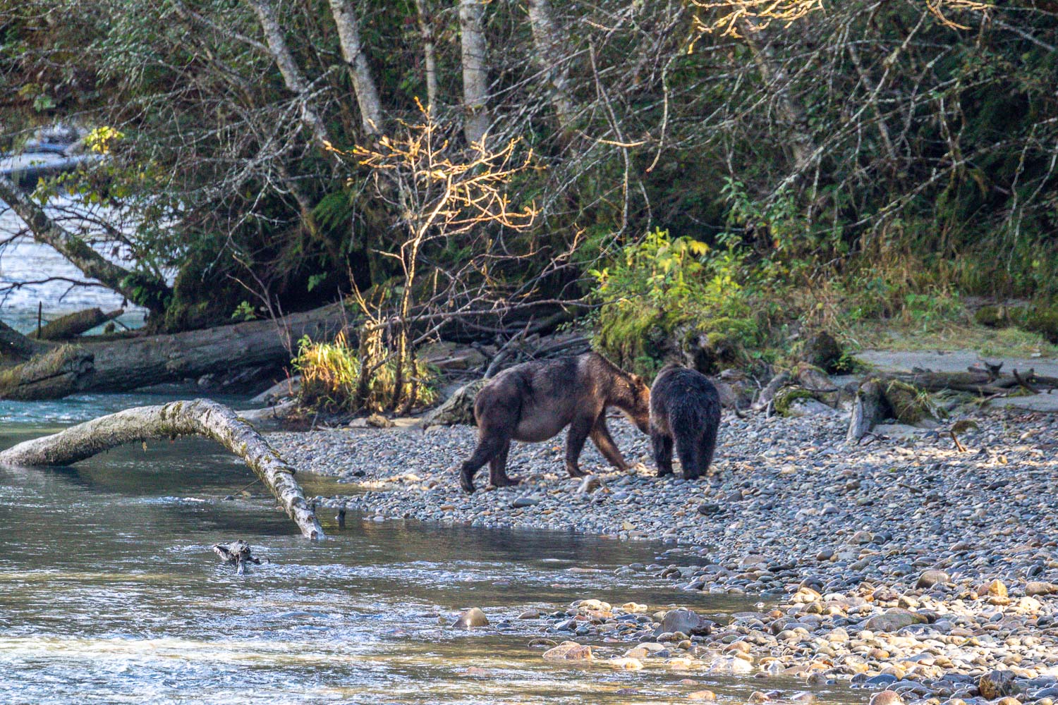 Grizzly bears, Bute Inlet